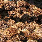 Racimo de fruta vacío