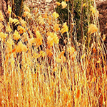 Autres plantes