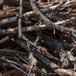 Branches