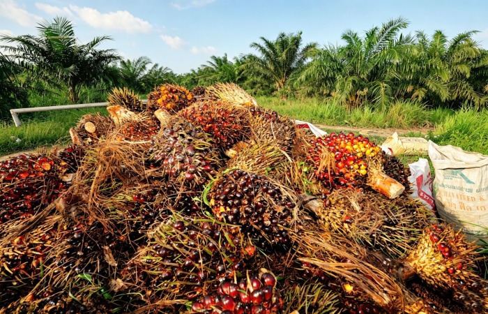 Palm waste carbonization equipment
